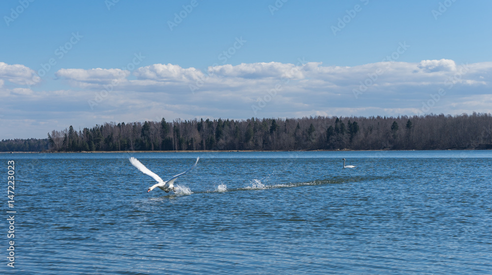 Naklejka premium Baltic sea landscape with swans