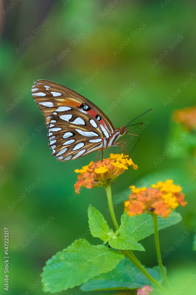 Butterfly on Lantana Butterfly on Lantana