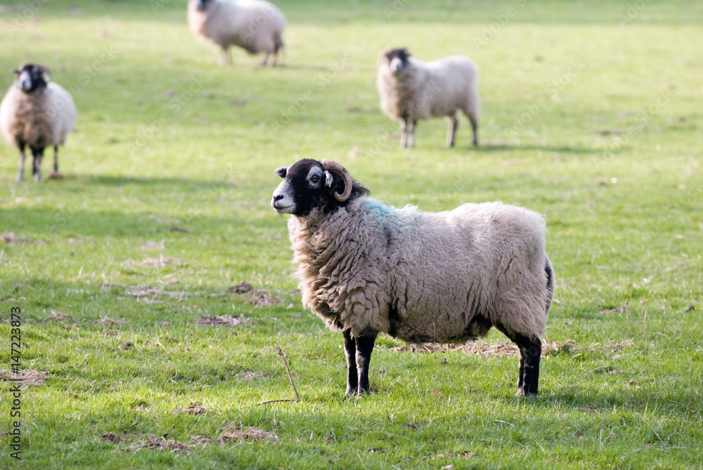 Fototapeta premium Sheep
