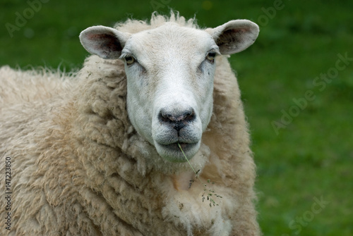 Sheep © chris