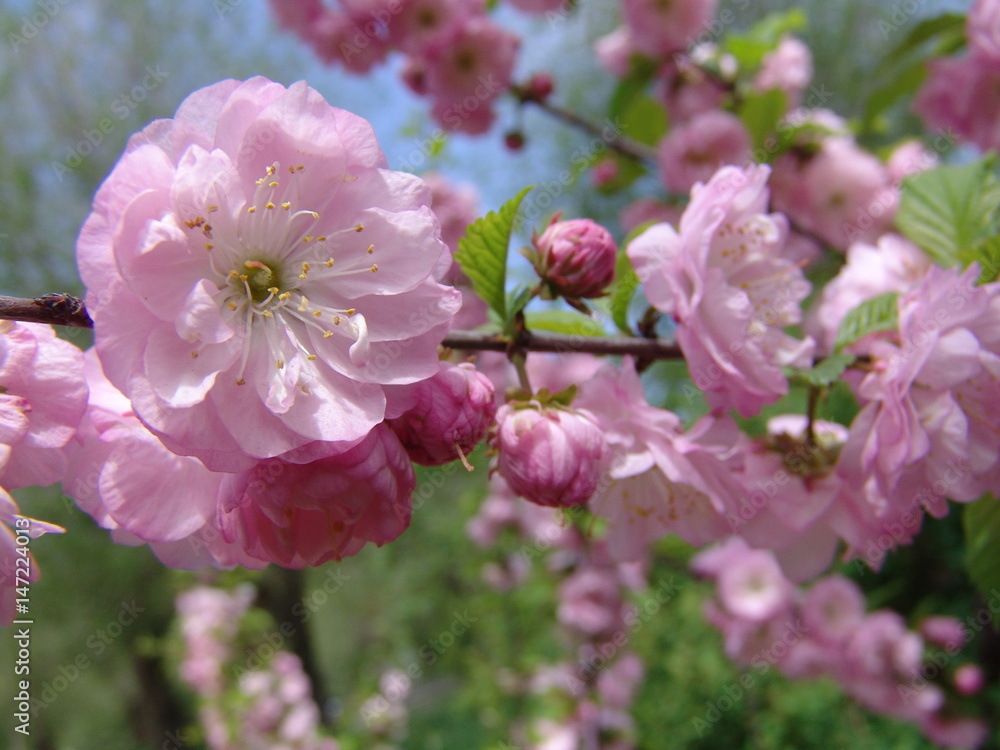 Obraz premium spring, sakura, flower, pink, background, flora, nature, branch, petal, blossom, apanese, beautiful, bloom, romantic, season, macro, plant, garden, tree, april, leaf, color, love, fresh, beauty, soft,