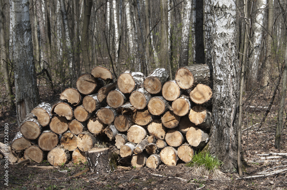 Stack of wood in a forest