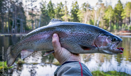 Fototapeta Naklejka Na Ścianę i Meble -  Spring rainbow trout from the lake