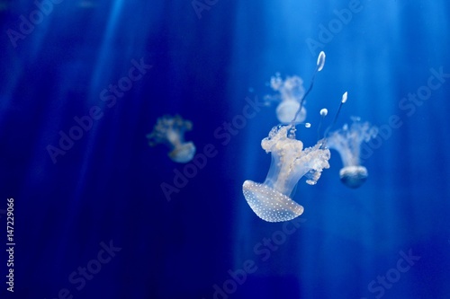 The jellyfish dance