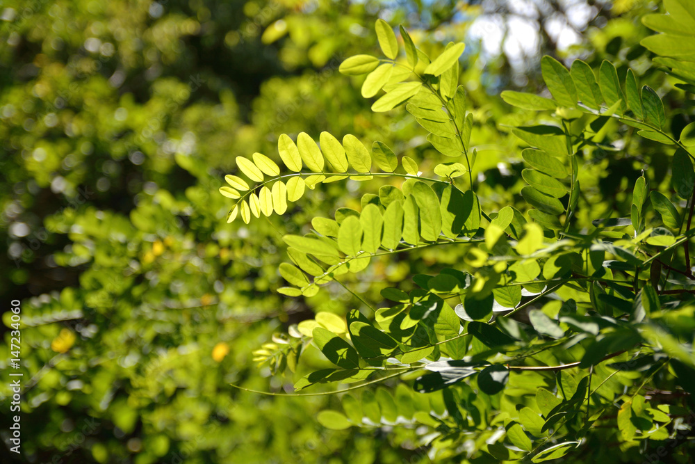 acacia leaves in the sun acacia leaves in the sun