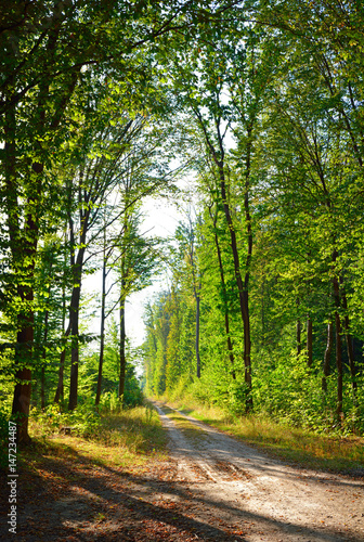 rich green trees in a summer forest panorama