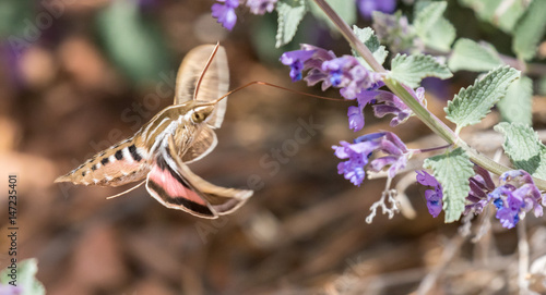 White-lined sphinx moth, also known as hawk month or hummingbird moth