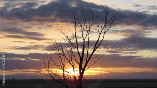 Prairie sunset with a lonely tree