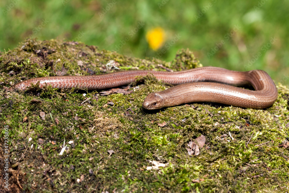 Naklejka premium Slow worm (Anguis colchica) from Czech Republic.