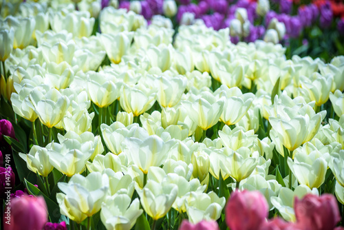 Beautiful white tulips flowerbed closeup. Flower background. Summer garden landscape design