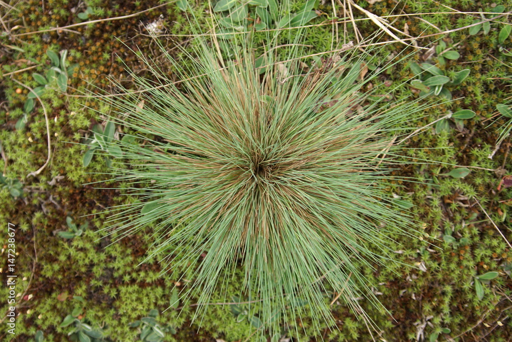 Obraz premium bush subtle green grass