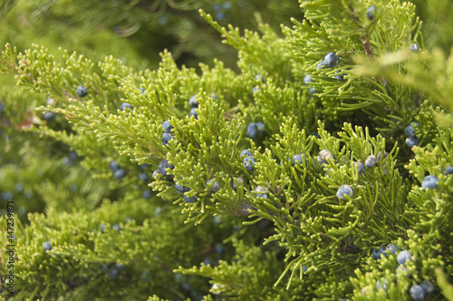 Juniper bush with berries, cade outdoors. Spring background.