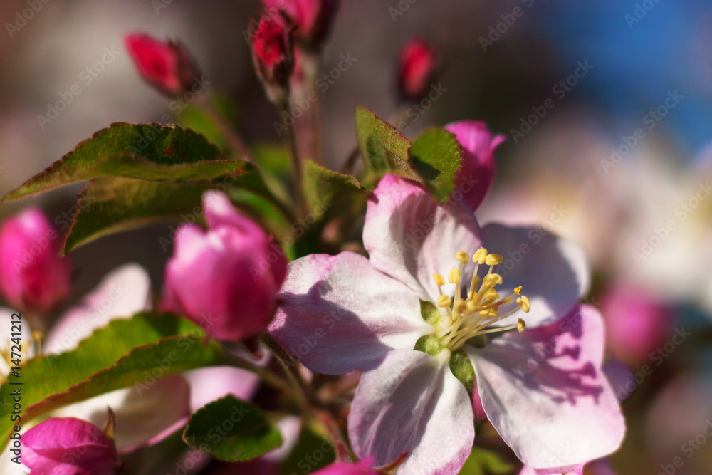 Fototapeta premium A tree blooming in pink flowers