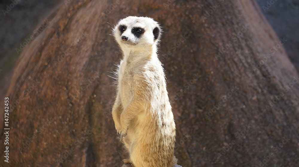 Fototapeta premium Meerkat Region