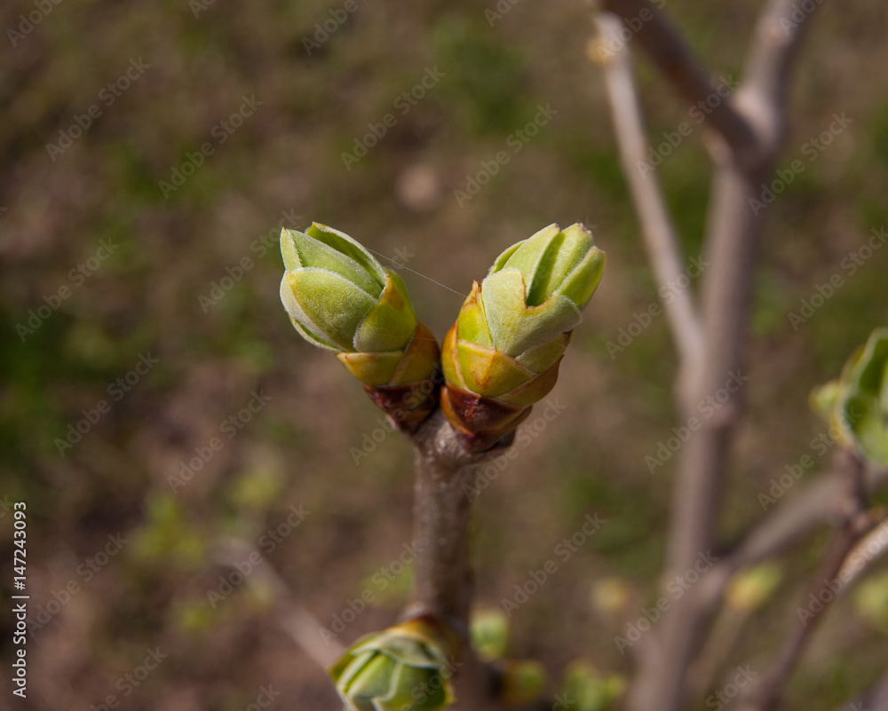 Russia, Moscow, spring. Swollen green buds on the lilac bushes. Russia, Moscow, spring. Swollen green buds on the lilac bushes.