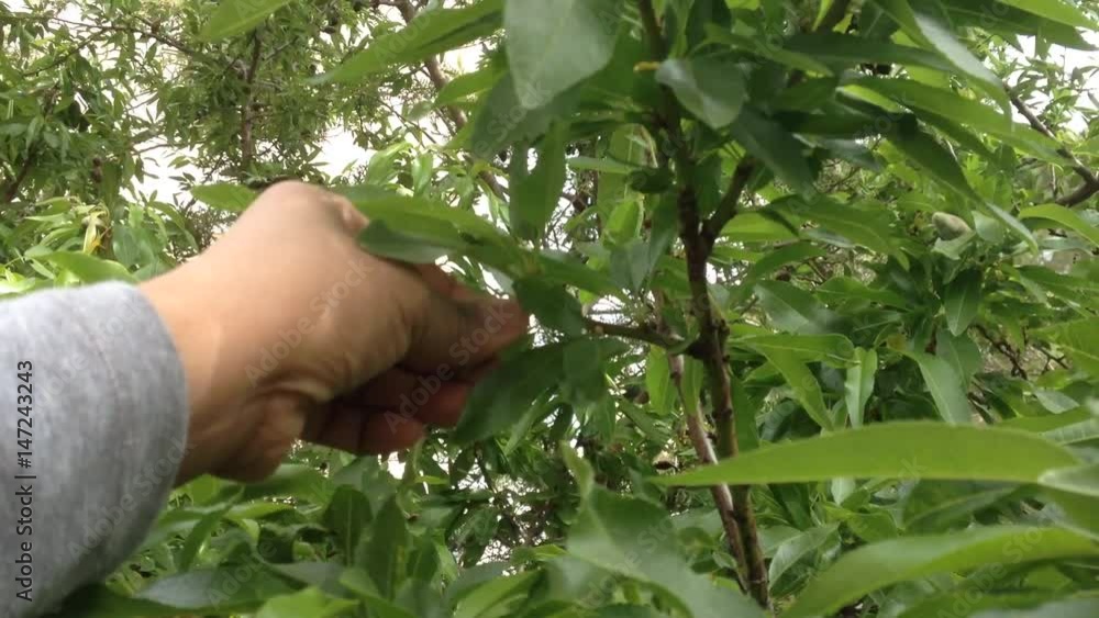 A farmer collecting green almonds fruit A farmer collecting green almonds fruit