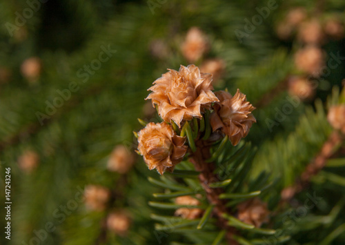 Russia, Moscow. Spring wonders: Flowers of tea roses on the branches of spruce Agrocon photo