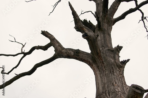 old dry tree isolated on white background © taraskobryn