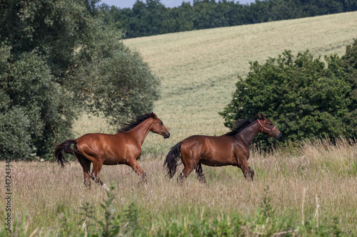 Pferde an der Müritz © Jrg