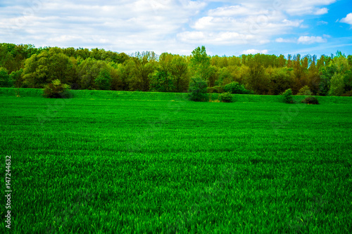 View of field of green young grain with trees and blue sky with clouds on a sunny spring day