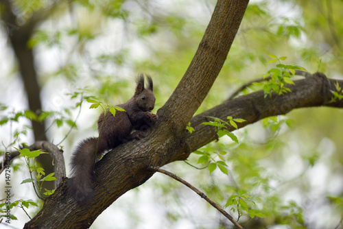 Cute squirrel (Sciurus vulgaris) on a tree branch © salajean