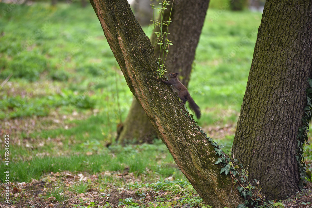 Cute squirrel (Sciurus vulgaris) on a tree branch Cute squirrel (Sciurus vulgaris) on a tree branch