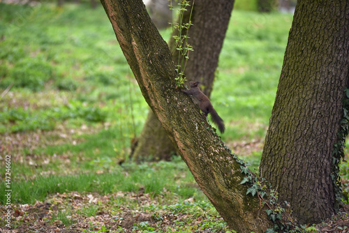 Cute squirrel (Sciurus vulgaris) on a tree branch