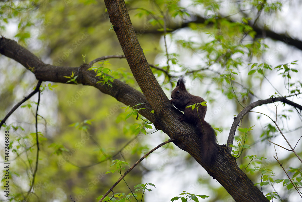 Cute squirrel (Sciurus vulgaris) on a tree branch