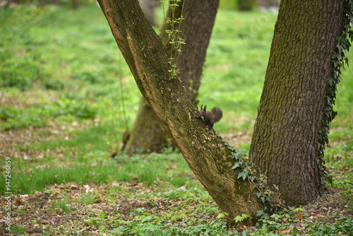 Cute squirrel (Sciurus vulgaris) on a tree branch