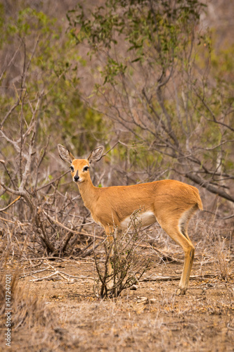 Steenbok Looking at Camera in Savannah of South Africa, Kruger Park, Africa