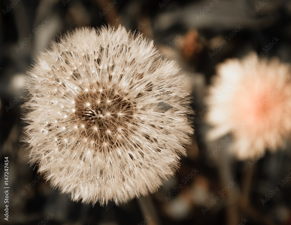 Fototapeta premium Two dandelions. Closeup. Toned sepia photo.