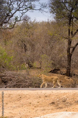 Lioness Walking on Road in Kruger National Park, South Africa, Africa