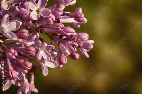 Lilac flowers (Syringa vulgaris)