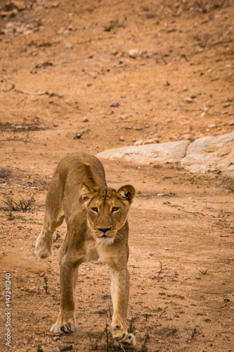 Lioness Looking at Camera in Kruger National Park, South Africa, Africa