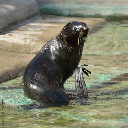 Funny Northern fur seal (Callorhinus ursinus). Female