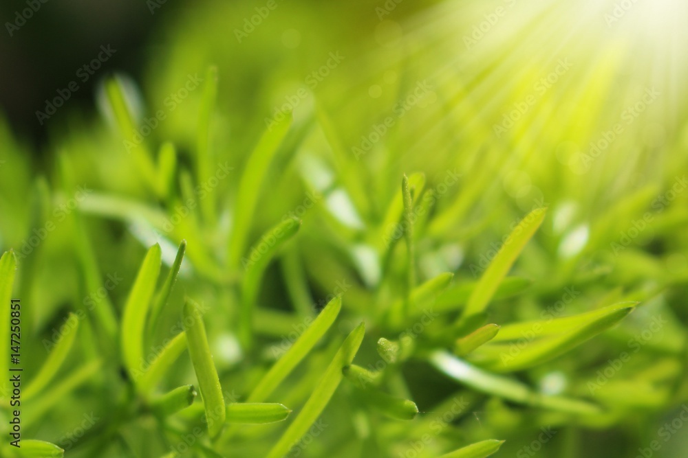 Fresh green leaves. Abstract foliage background in soft focus. Fresh green leaves. Abstract foliage background in soft focus.