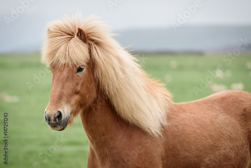 Portrait of an Icelandic horse in a field
