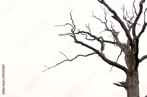 old dry tree isolated on white background