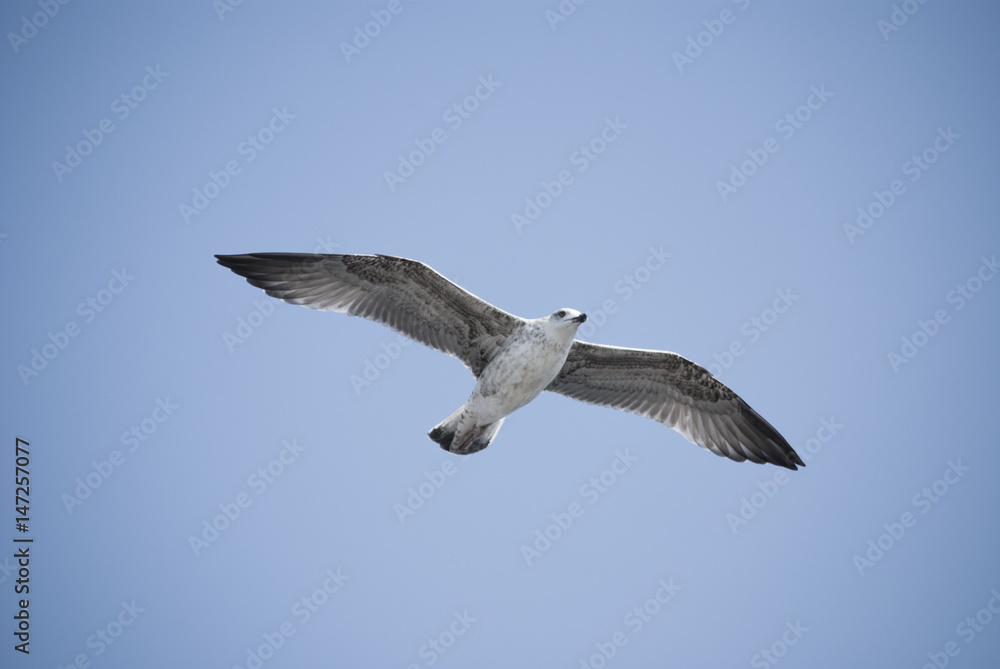 Seagull flying on clear blue sky with sunlight Seagull flying on clear blue sky with sunlight