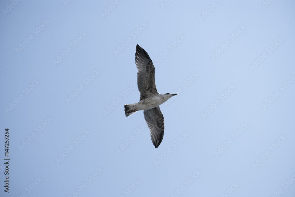 Seagull flying on clear blue sky with sunlight Seagull flying on clear blue sky with sunlight