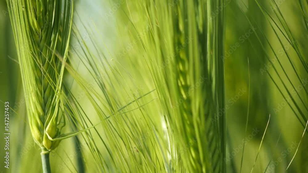 Scene of green barley. Scene of green barley.