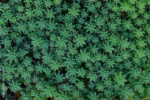 Зелёная текстура из маленьких декоративных растений в саду 