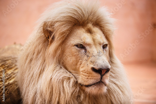 Single lion looking regal standing proudly photo
