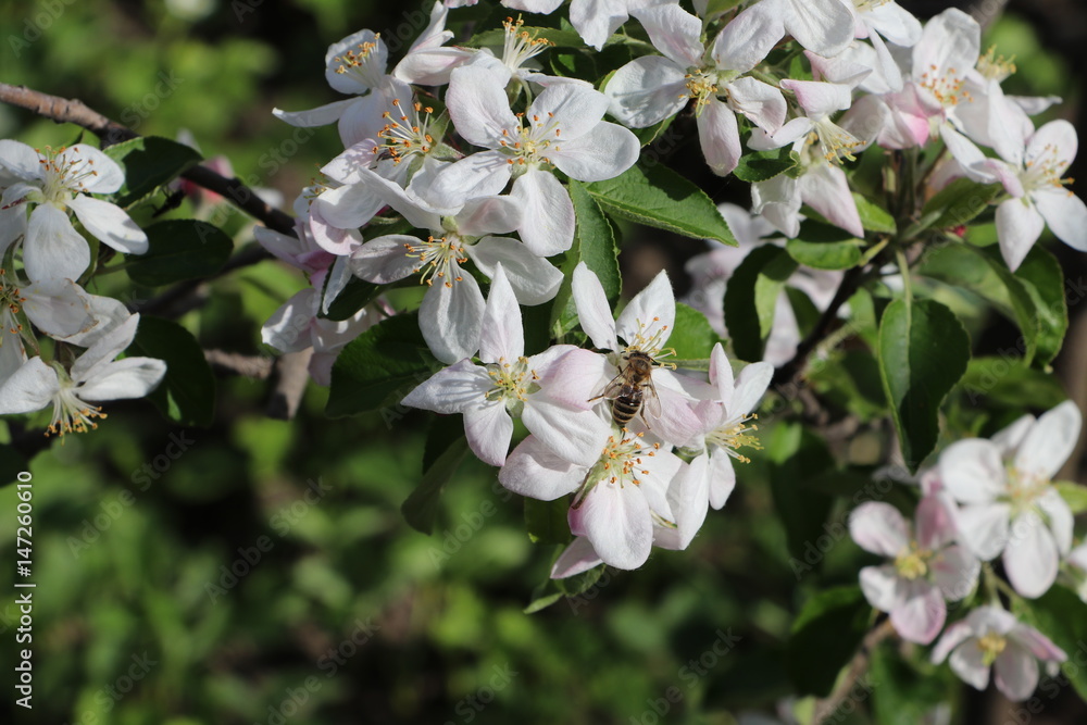 Naklejka premium bee