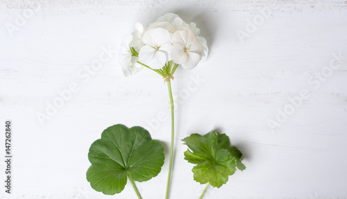 Pelargonium, garden geranium, zonal geranium Flowers selective soft focus image 