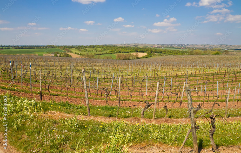 Weinfelder im Frühling in Rheinhessen