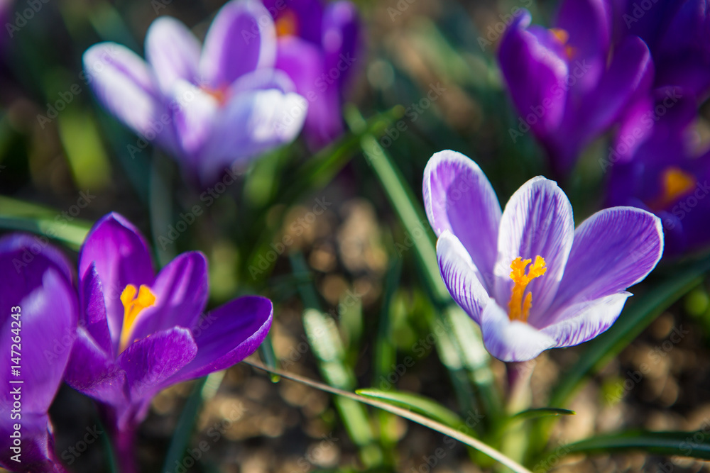 Crocuses, snowdrops Crocuses, snowdrops