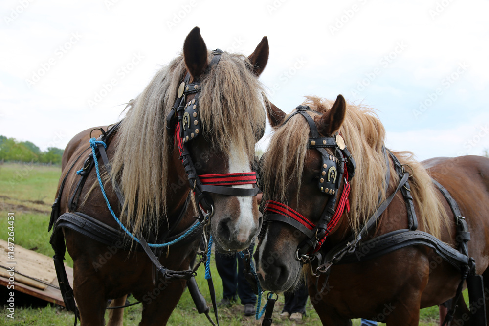 Close up of draft heavy horses in beautiful harness on meadow