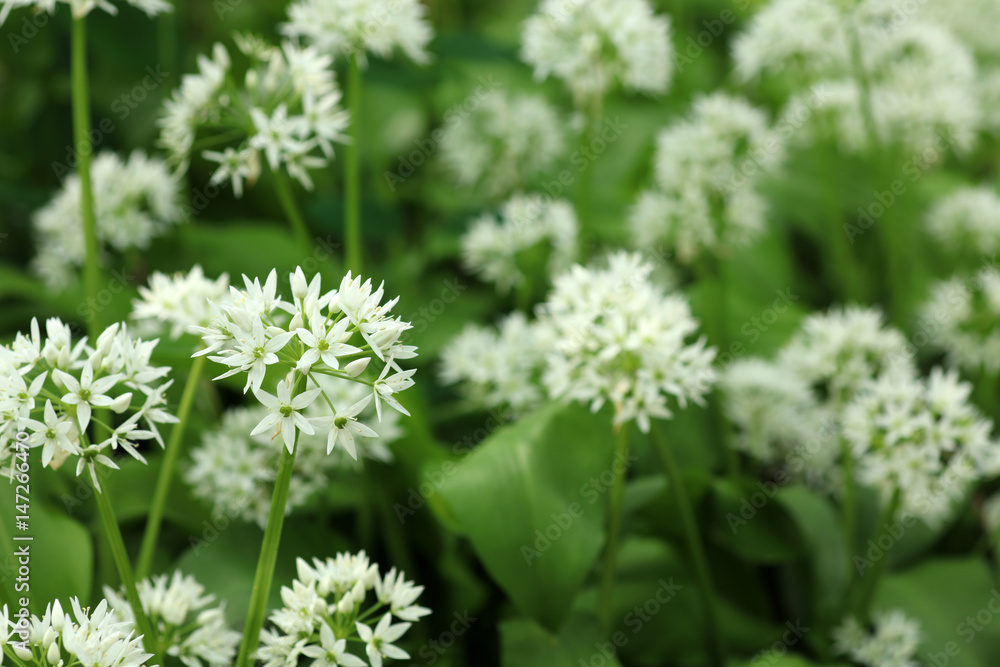 Blühender Bärlauch