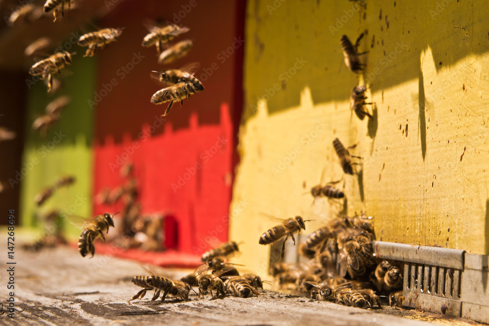 Obraz premium Bienen im Bienenstock - Bestäubung der Blüten